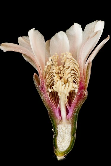 coupe d'une fleur